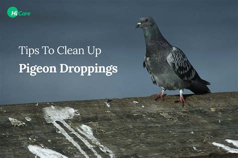 testing pigeon droppings|pigeon droppings allergy.